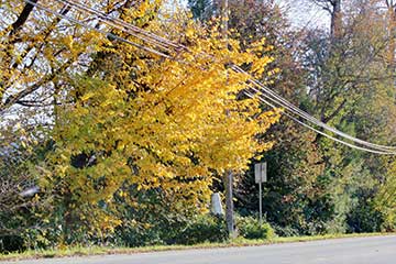 You should never trim trees near power lines yourself. This is usually handled by your local power company, check with them first.