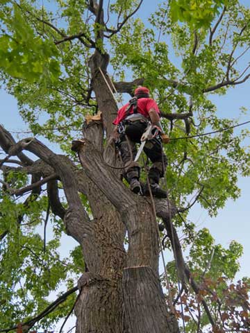 Tree pruning promotes tree growth, steps and techniques to keep the tree healthy.