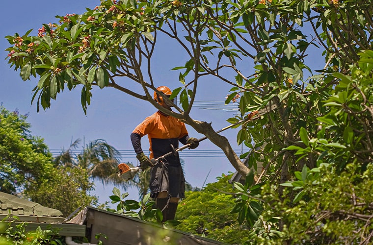 Tree trimming in Florida.
